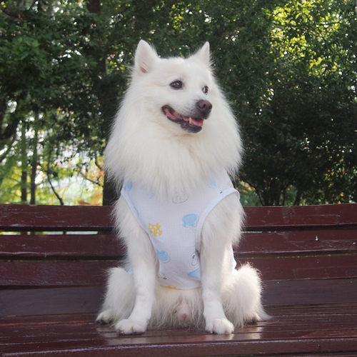 夏日小柠檬大狗春秋薄款萨摩耶拉布拉多边境牧羊犬银狐中大型犬宠