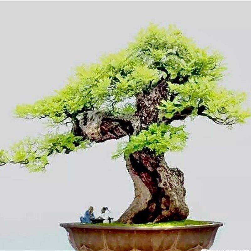 清香木盆景云南正宗红芽清香木绿植盆栽花卉