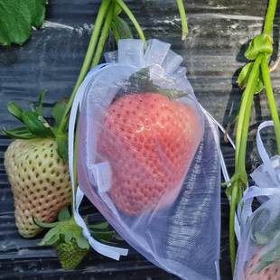 草莓果实套袋水果防鸟用防虫网袋纱袋透气阳台番茄无花果葡萄纱网