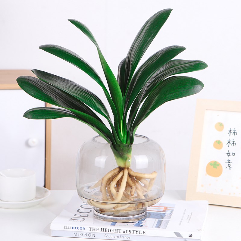精品君子兰盆栽水培植物带花苞室内桌面名贵花卉四季好养多肉绿植图片