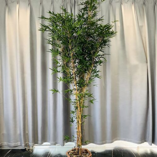 红观音竹直立大苗四季好养室内茶室桌面庭院空间造景大型绿植盆栽