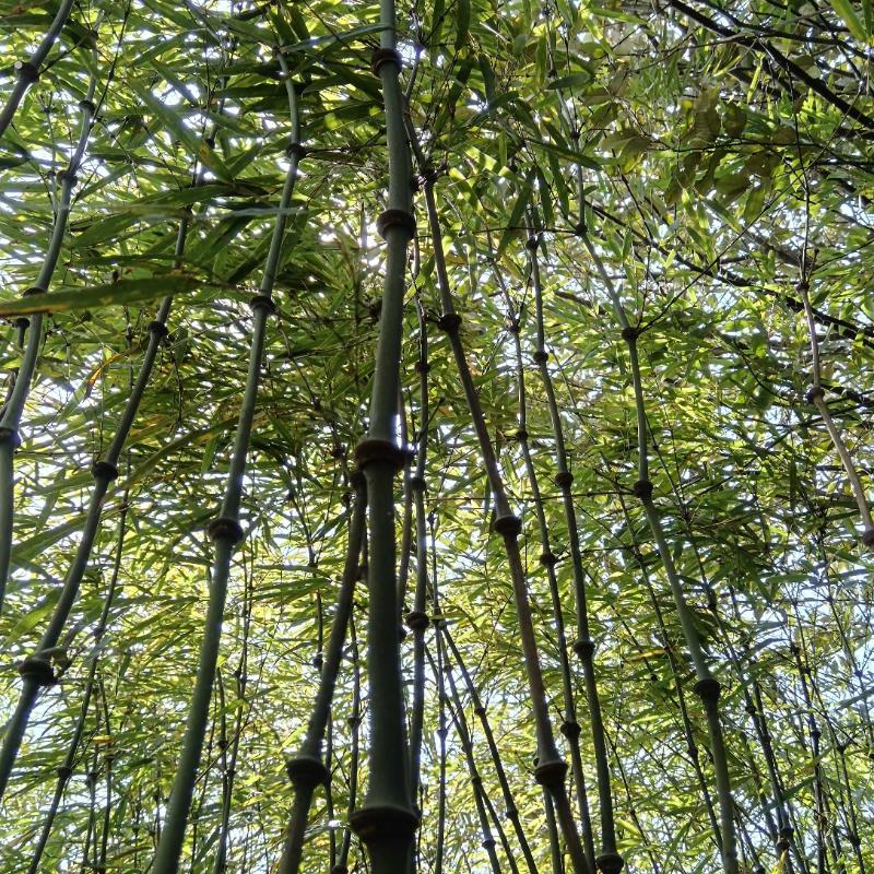 罗汉竹杆竹杖算盘文玩竹装饰摆件户外徒步登山杖防滑手杖拐棍竹子