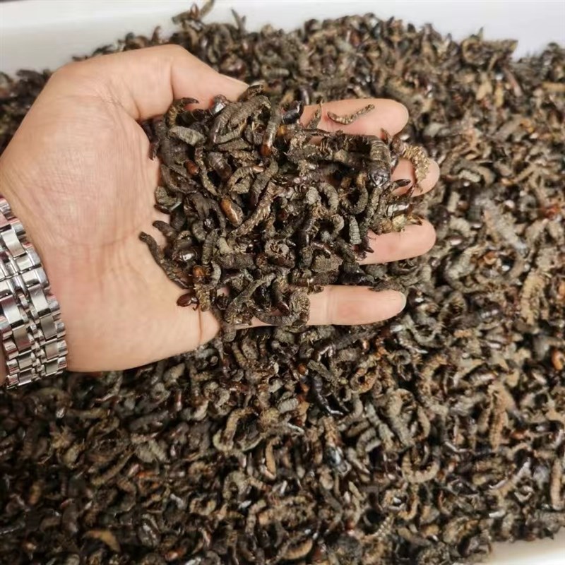 画眉鸟食鸟饲料鸟粮鸟料水蜈蚣爬沙虫河虫提性壮瞟上力耐斗干货虫