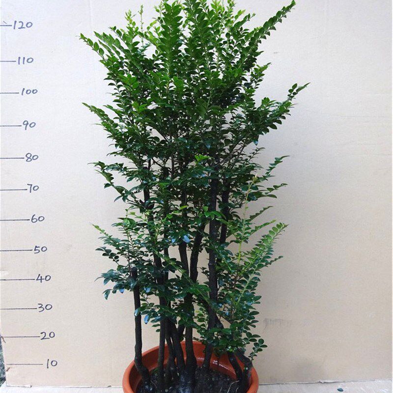 办公室小叶紫檀盆景树桩 室内除甲醛绿植盆栽 四季常青植物苗木