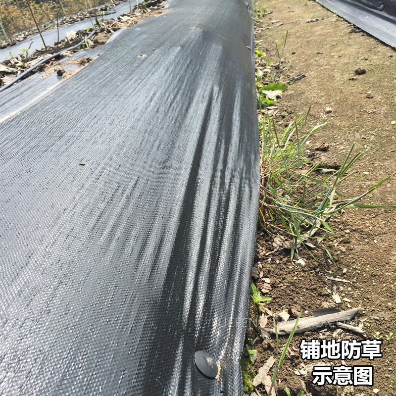 加密园艺地布除草布抑草布地膜耐用款加强防草布