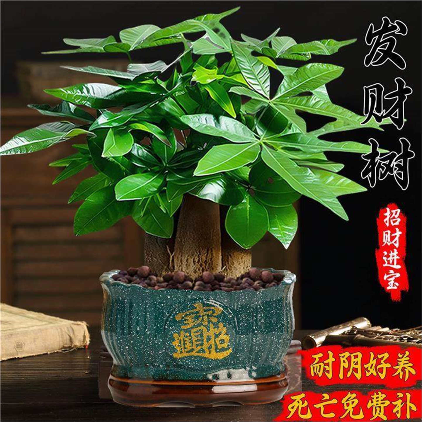 发财树小盆栽大绿植办公室