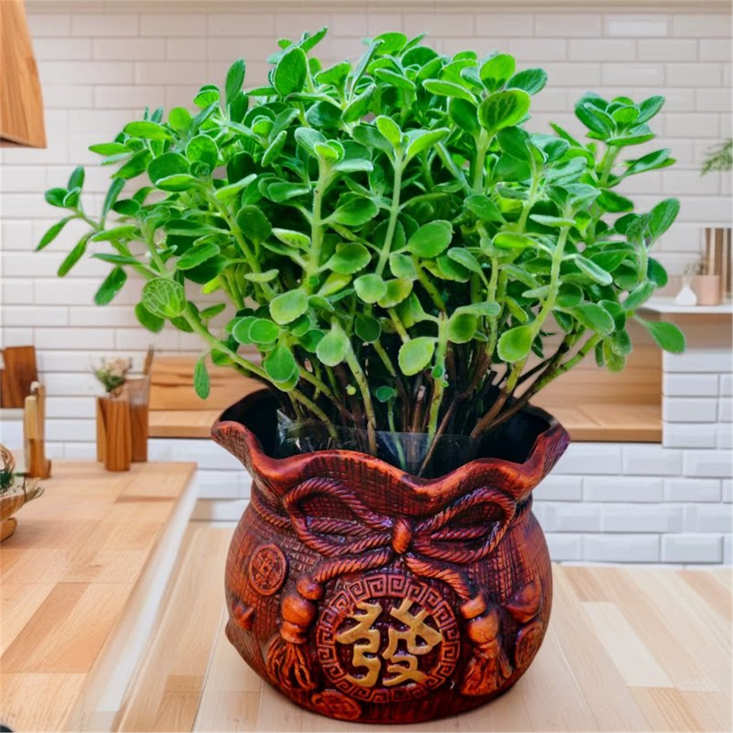 碰香盆栽清一抹草多肉植物