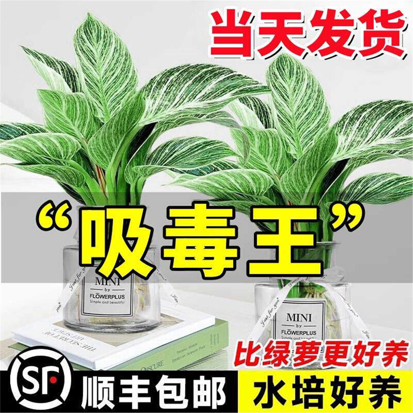 铂金钻水培植物室内好养大