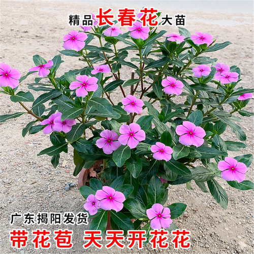 长春花苗日五瓣梅盆栽耐