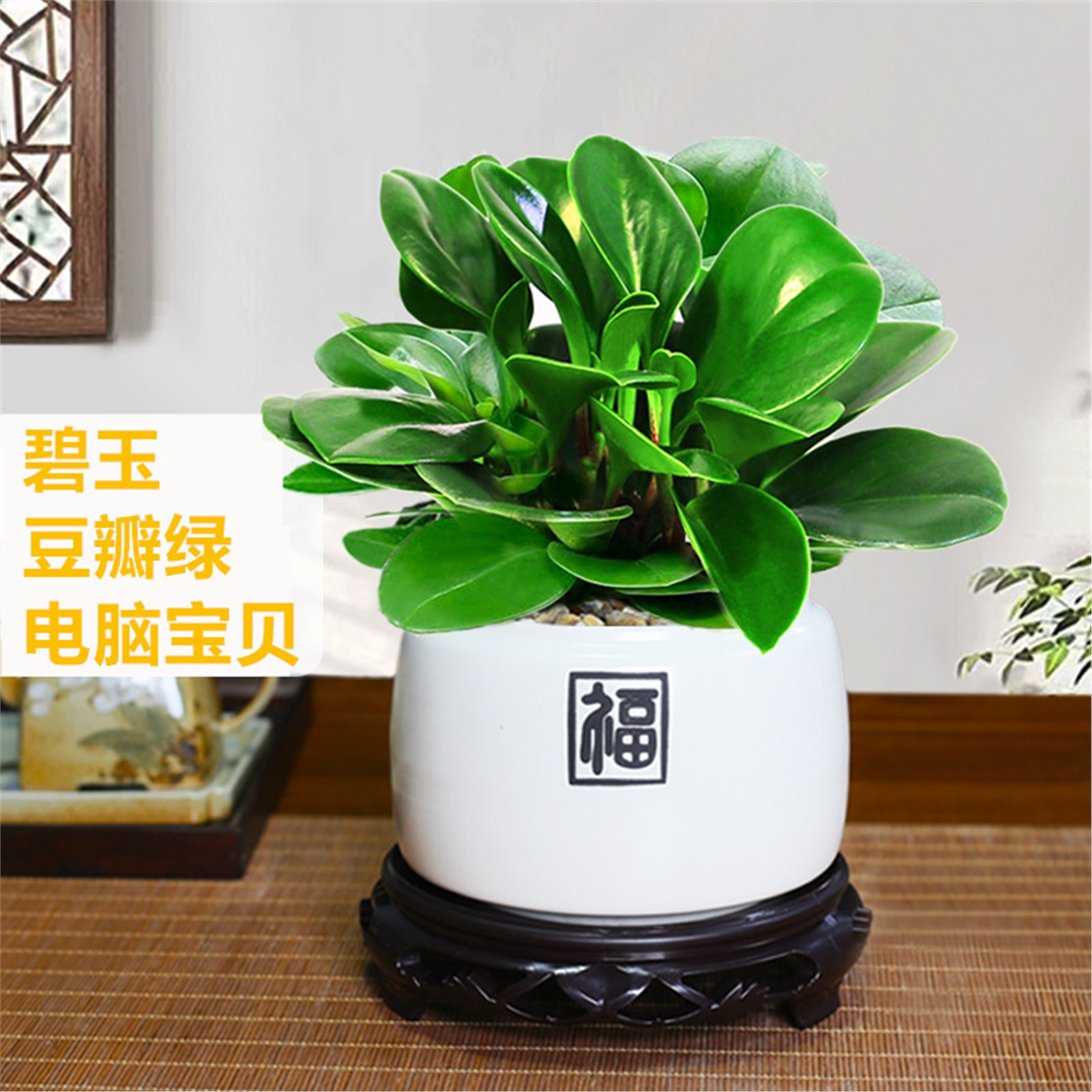 豆瓣绿盆栽碧玉植物办公桌
