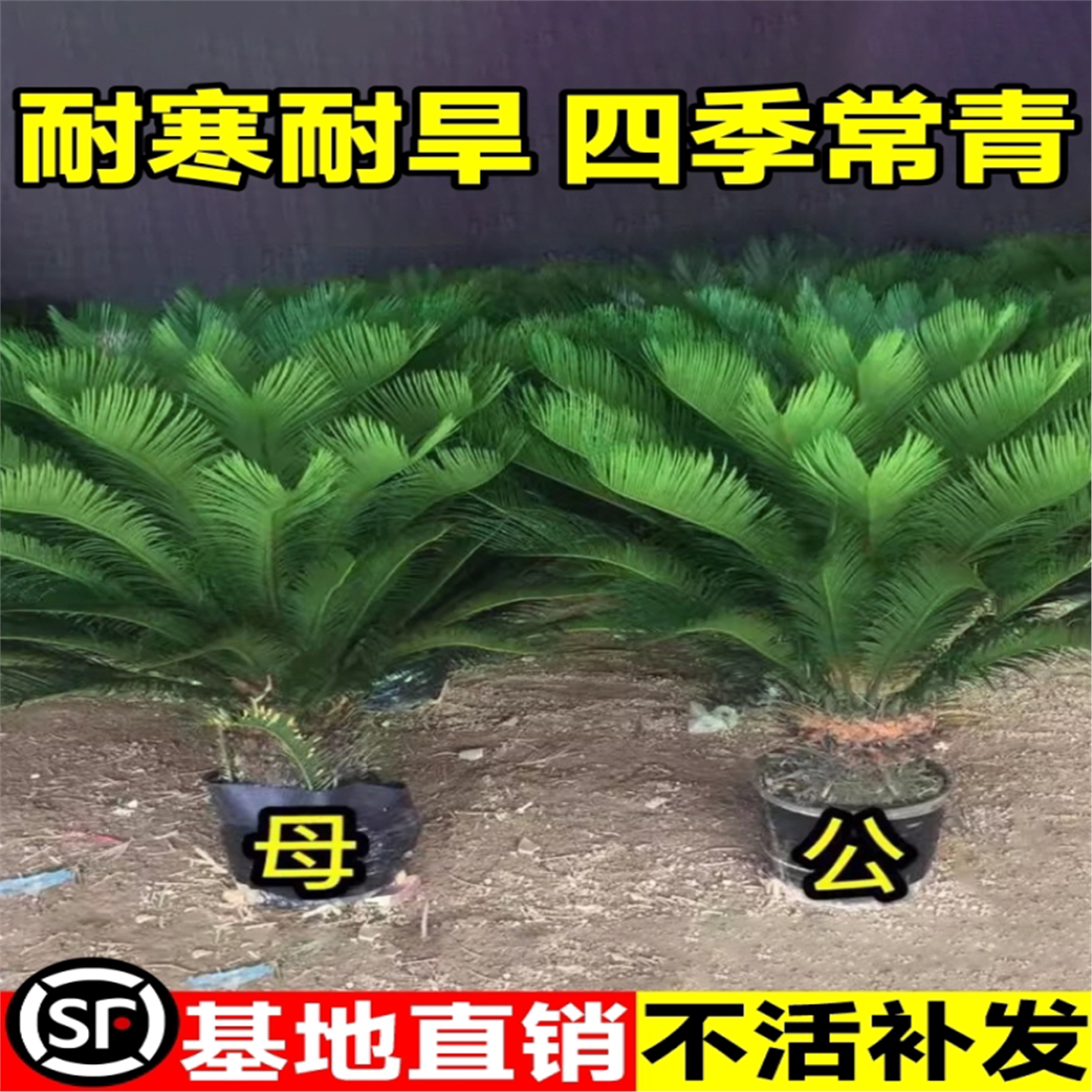 铁树盆栽绿植花卉苗大景苏