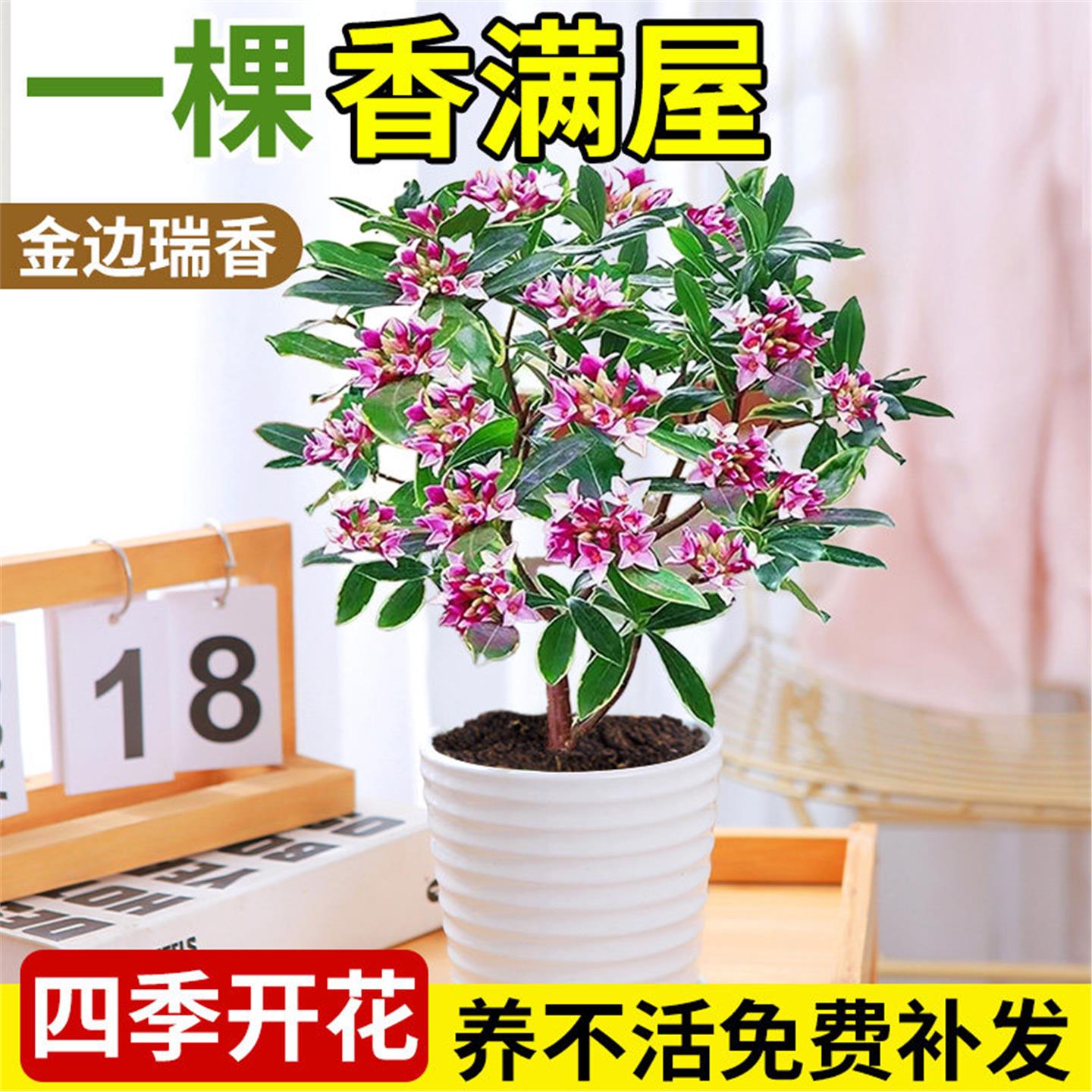 金边瑞香盆栽浓型带花苞室图片