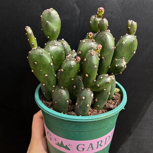 土人团扇仙人球无刺迷你可爱盆栽 奇趣造型室内多肉植物花卉适合