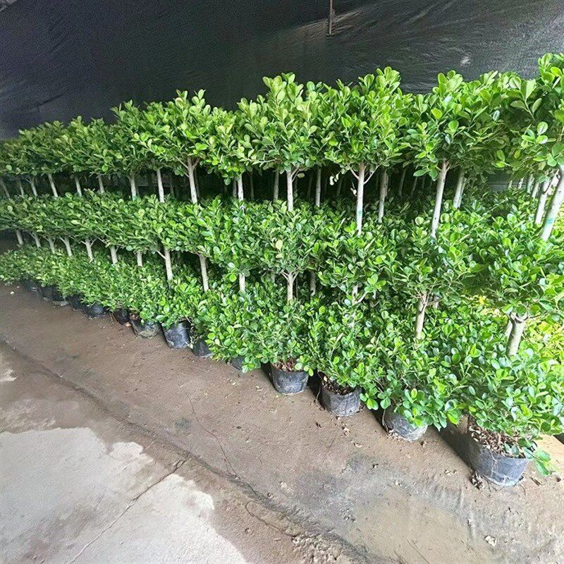 火山榕盆栽金钱榕植物户外暴晒大型绿植四季常青庭院盆景开业大吉