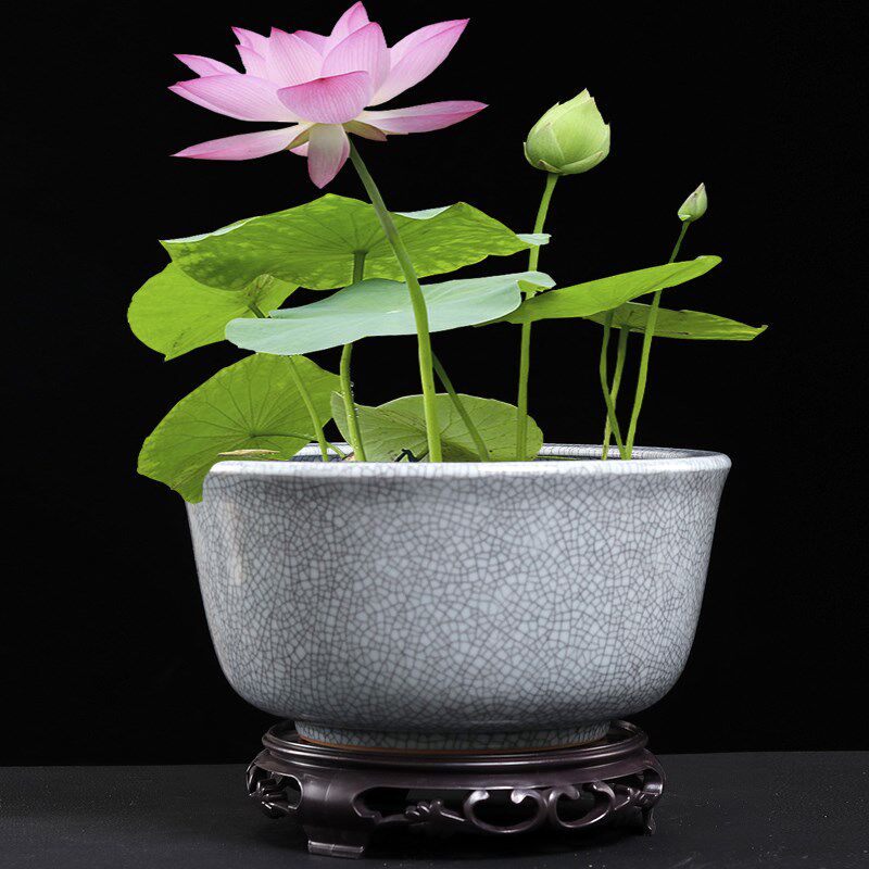 特大号陶瓷鱼缸客厅乌龟缸金鱼缸睡碗莲铜钱草荷花缸花盆无孔超大