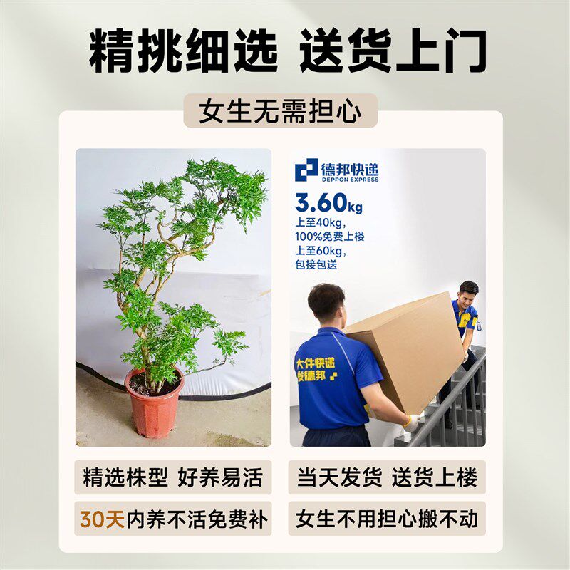 福禄桐盆栽大型绿植室内客厅落地大号植物羽圆叶禄植好养轻奢造型