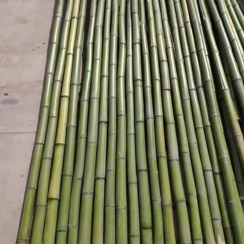 竹竿舞专用竹竿跳竹杠舞的竹子幼儿园跳舞竹竿小学生竹杆舞的道具