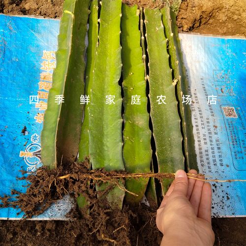 嫁接三角柱蟹爪兰仙人球花龙骨嫁接钻木嫁接专用