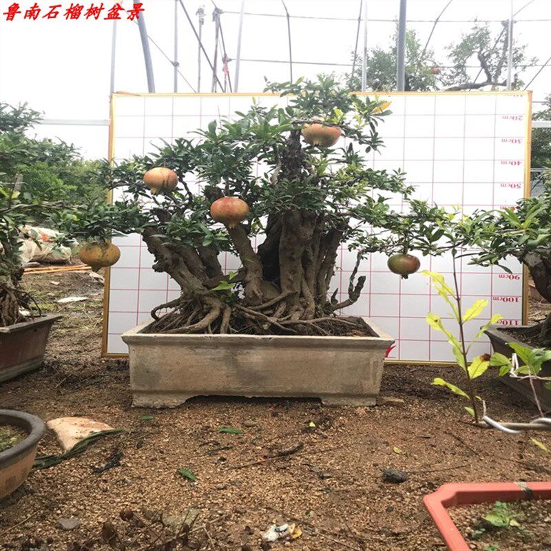 石榴树盆景地栽石榴树大红袍石榴树自家石榴树