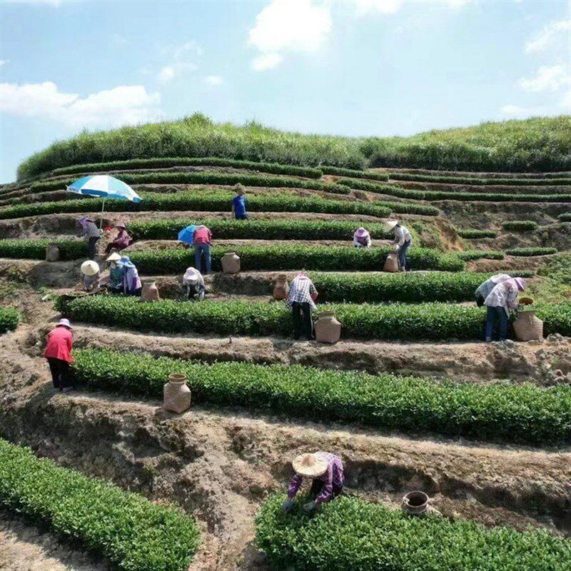 原产地新茶茶梗20斤 铁观音茶枝 清香除味 大容量加厚袋装包邮