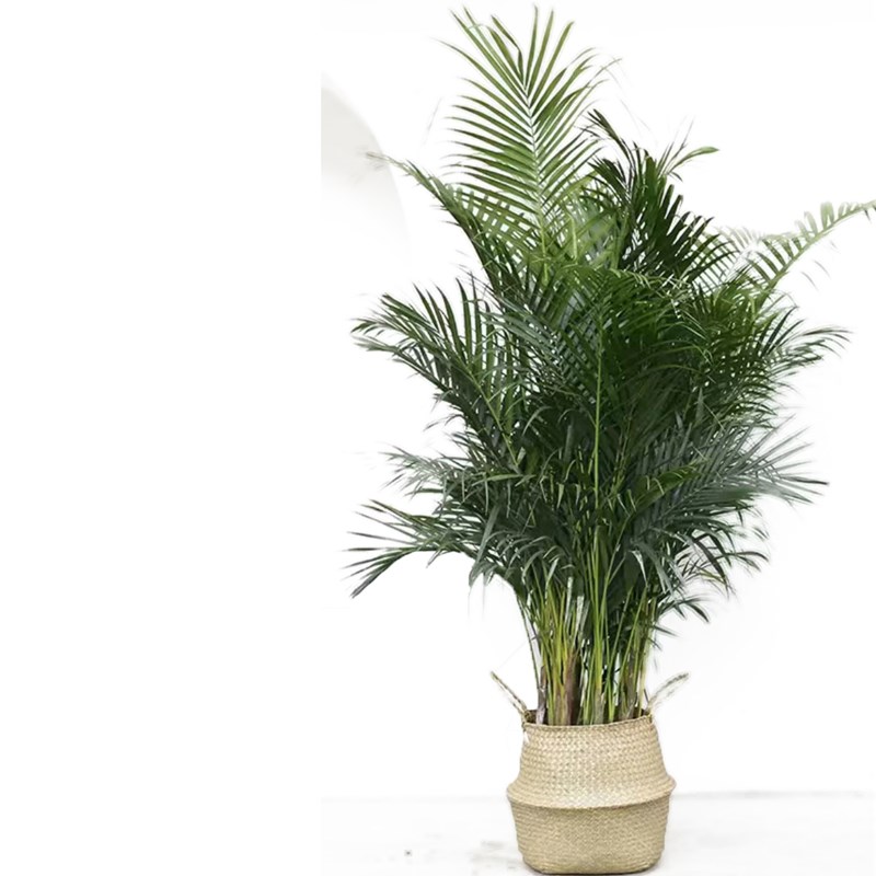 散尾葵盆栽室内办公室大型绿植花卉夏威夷竹吸甲醛凤尾竹盆景植物