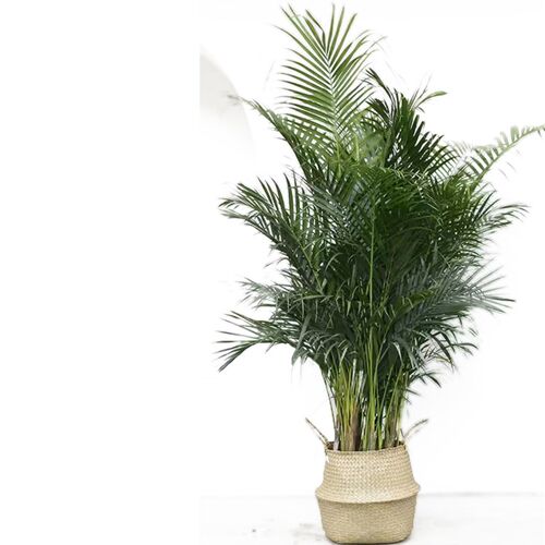 散尾葵盆栽室内办公室大型绿植花卉夏威夷竹吸甲醛凤尾竹盆景植物