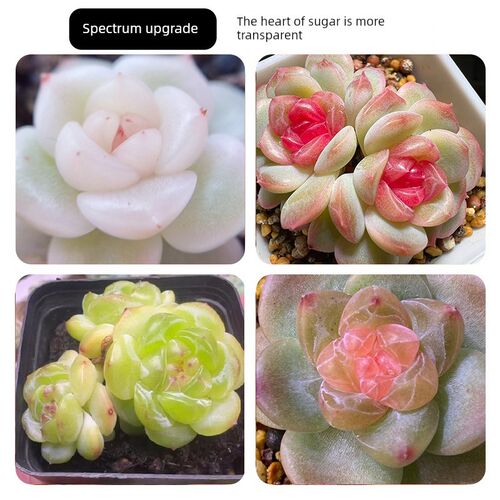 植物之光T18透镜上色全光谱仿太阳光室内块根热植多肉植物补光灯