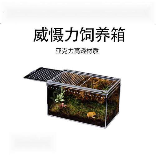 螳螂角蛙蝈蝈生态箱竹蛉盒甲虫蜘蛛饲养盒生态叫罐攀爬亚克力树蛙