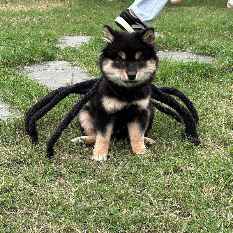 万圣节搞怪狗狗蜘蛛胸背装饰中小型犬柴犬猫咪服装变身服配饰