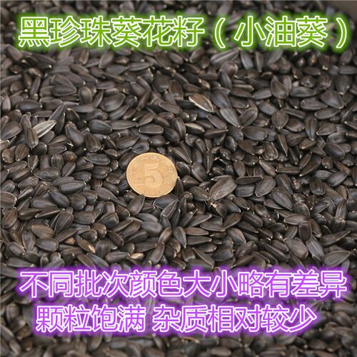 油葵黑珍珠葵花籽鸟一斤食鹦鹉饲料黑瓜子拍5件包邮