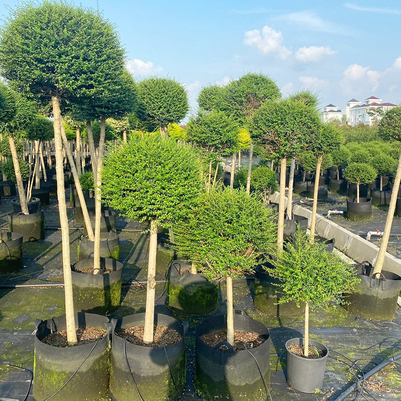 小叶女贞棒棒糖造型树球形苗庭院别墅绿化围墙植物观叶四季常青