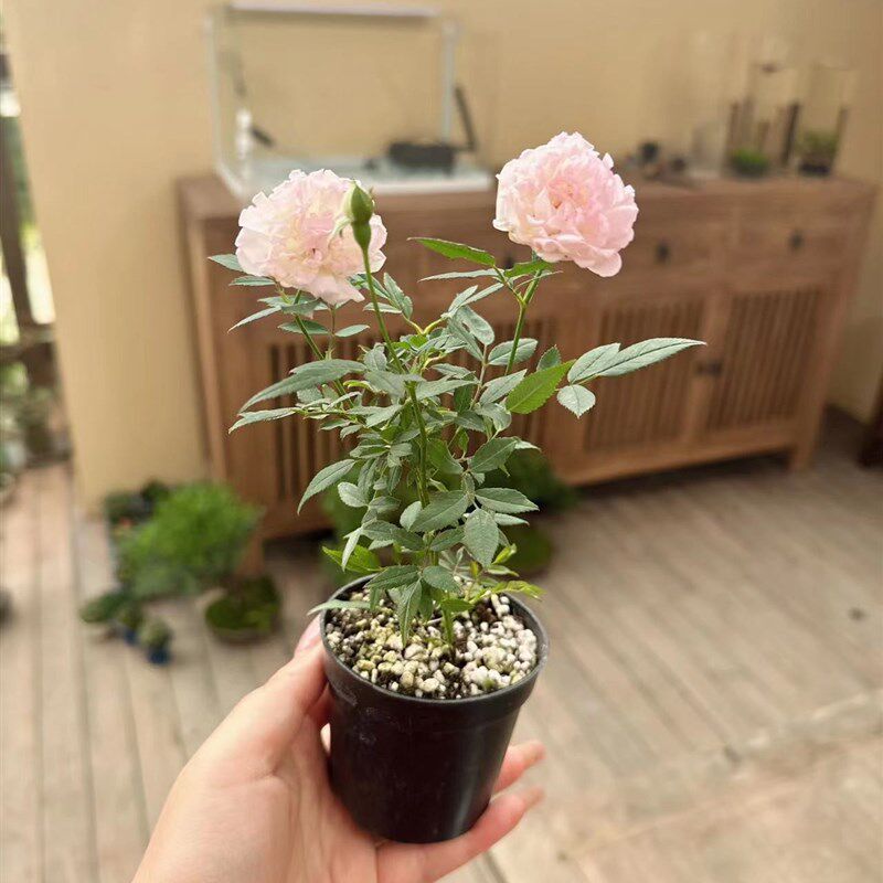 少女樱姬月季盆栽迷你创意花卉蔷薇窗台阳台庭院微型绿植攀援花
