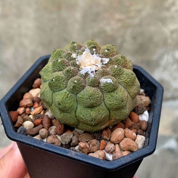 实生蜥蜴皮仙人球 稀有进口紫皮开花无刺美观龙爪球属仙人掌多肉