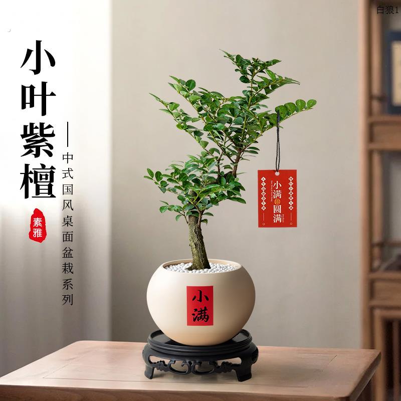 小叶紫檀盆景植物室内茶几客厅办公室桌面树苗四季好养活绿植盆栽