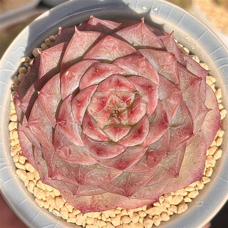 慢悠花房 焦糖玛朵(宝珠山茶)多肉植物