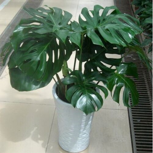 大型龟背竹大叶盆栽植物水生好养水培绿植室内客厅桌加湿净化空气