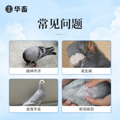 华畜鸽用电解质鸟用多维葡萄糖鹦鹉鸽子营养补钙新鸟用品画眉