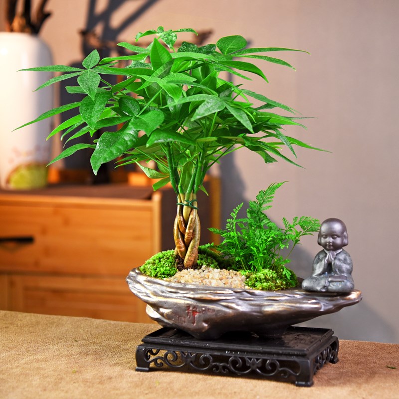 发财树绿植室内盆栽招财树办公客厅桌面中式复古美观摆件四季常青