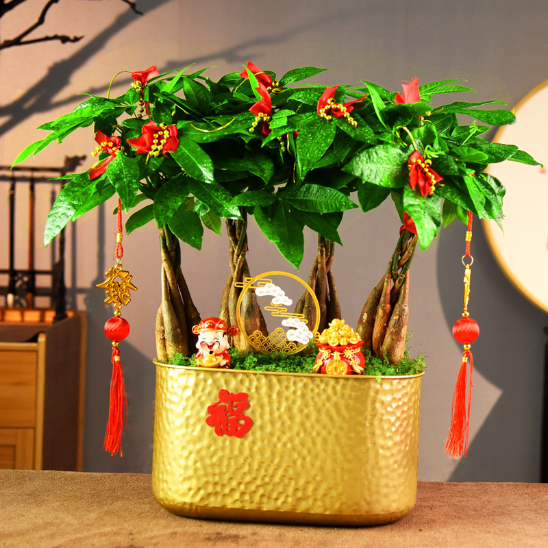 发财树盆栽室内植物招财树客厅办公茶室绿植美观中式喜庆盆景礼品