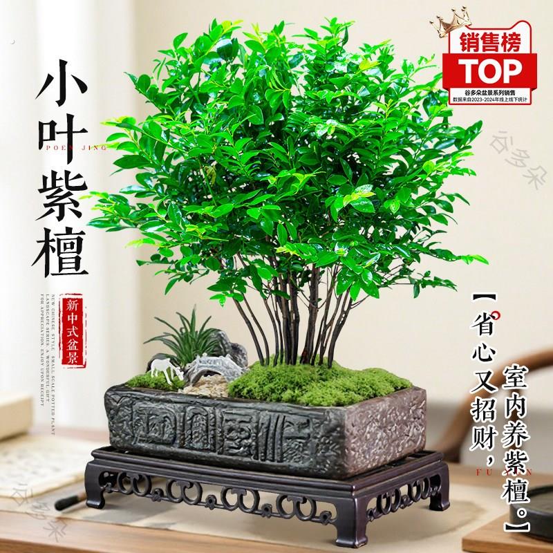 丛林小叶紫檀盆栽办公室内新中式盆景绿植好养活送礼植物四季常青