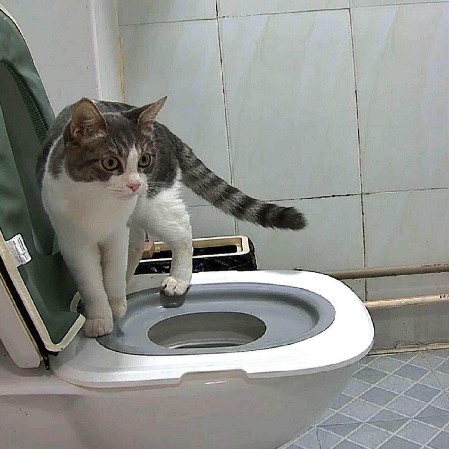 猫砂盆猫咪马桶训练器防外溅防带砂防臭猫厕所超大号猫屎盆宠物