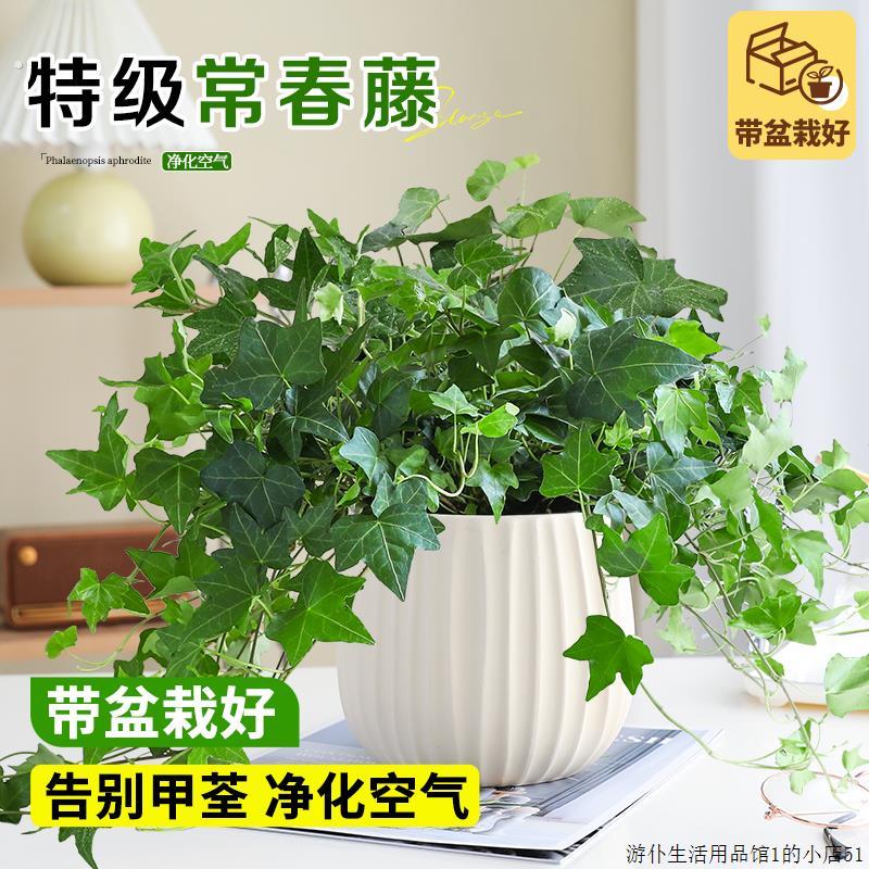 常春藤盆栽室内桌面四季常青净化空气绿植吊兰垂吊植物阳台好养活