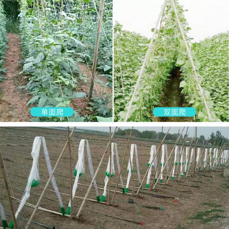 爬藤网豆角豇豆荷兰豆黄瓜丝瓜苦瓜甜瓜攀爬网防倒伏种植网农用网