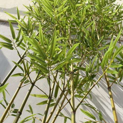 仿生竹子装饰假竹子仿真竹子植物隔断挡墙餐厅新中式仿真竹子造景