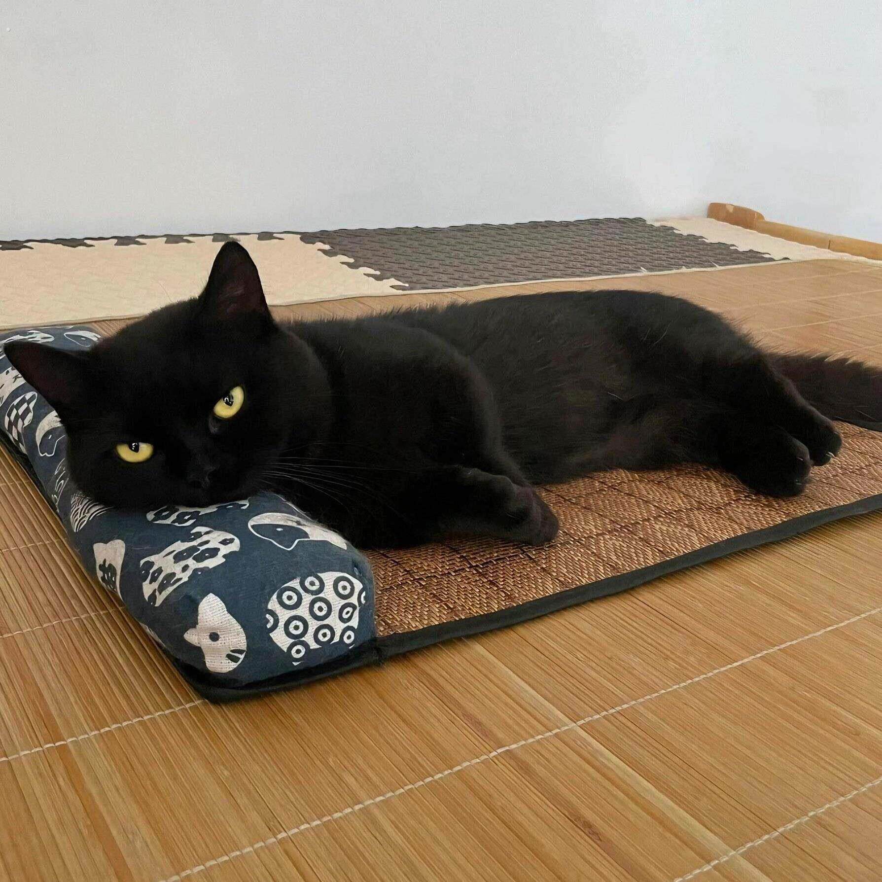 猫垫子宠物冰垫狗狗凉席夏天睡垫冰窝清凉垫降温神器猫窝狗窝枕头