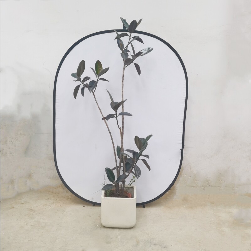 网红植物造型黑金刚橡皮树盆栽大型绿植办公室内客厅观叶好养容易