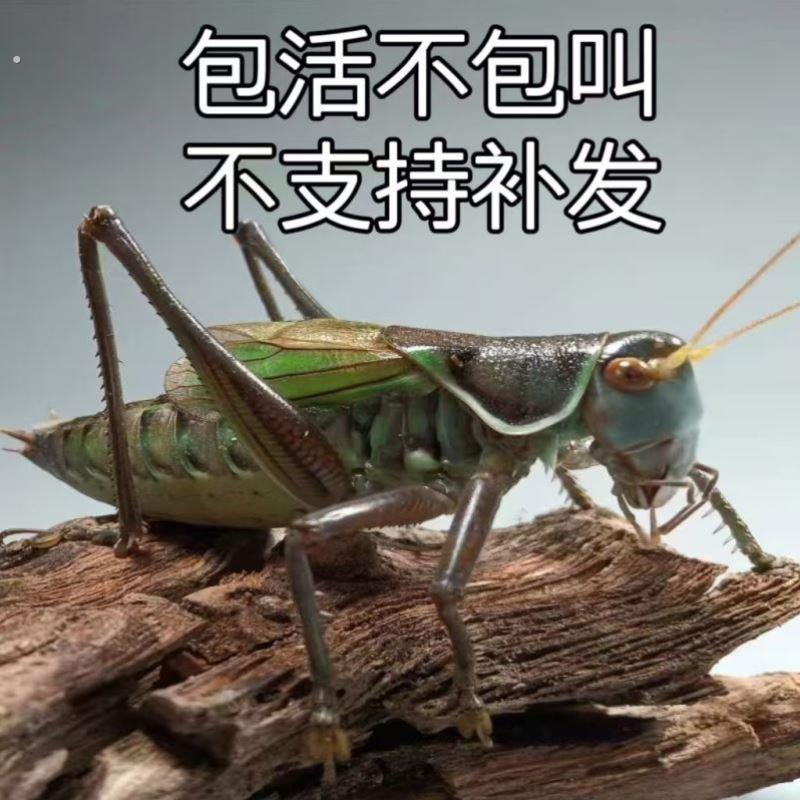 挂架竹编蚂蚱笼子精品葫芦罐子蛐蛐笼爬虫叫自制竹笼蟋蟀罐蝈蝈鸣图片