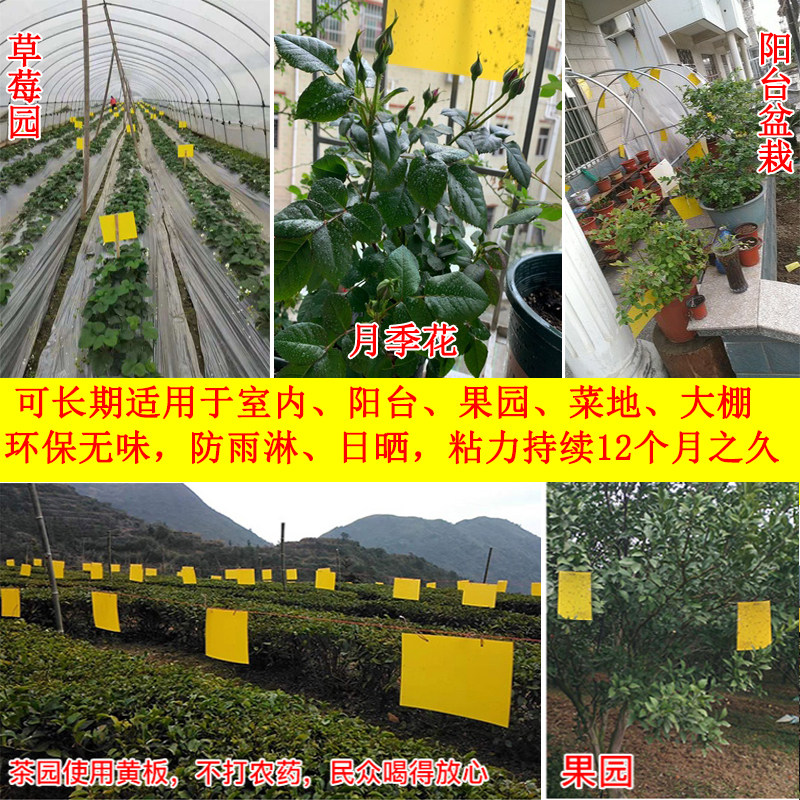 粘虫板黄板双面诱虫板纸贴黄色杀飞虫小黑飞沾果蝇诱捕器粘板大棚