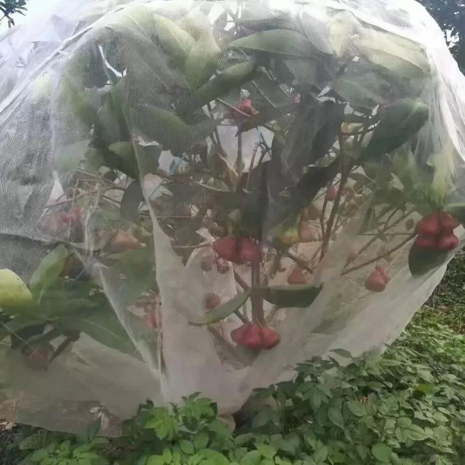 果树果园防虫网纱网大棚杨梅樱桃莲雾蓝莓蔬菜农用网罩网套