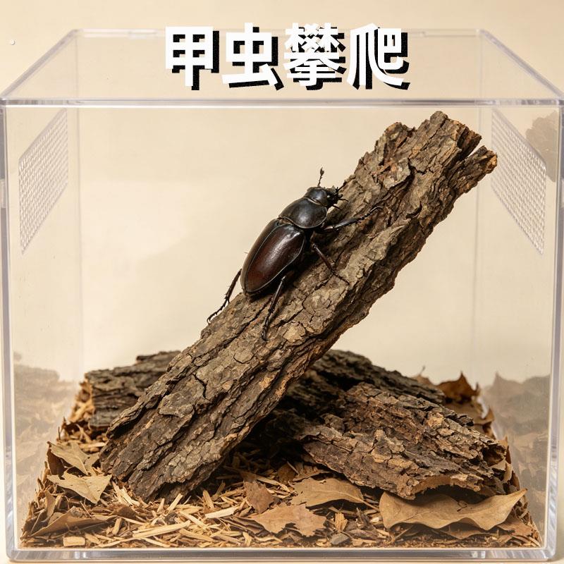 甲虫攀爬树皮天然树皮辅助造景软木树皮爬宠造景独角仙中华大扁锹